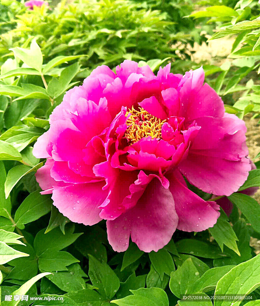 牡丹花开