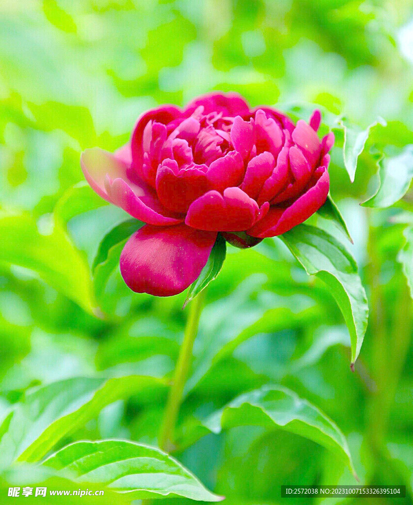 牡丹花开