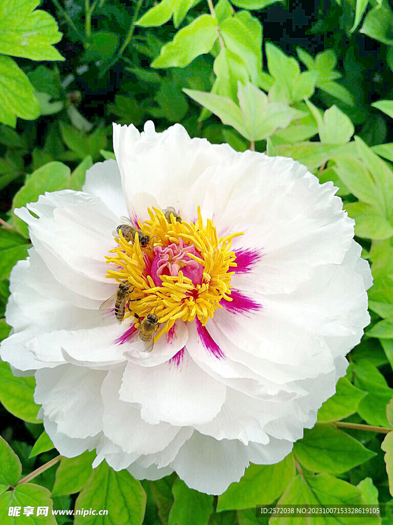 牡丹花开