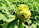 牡丹花开