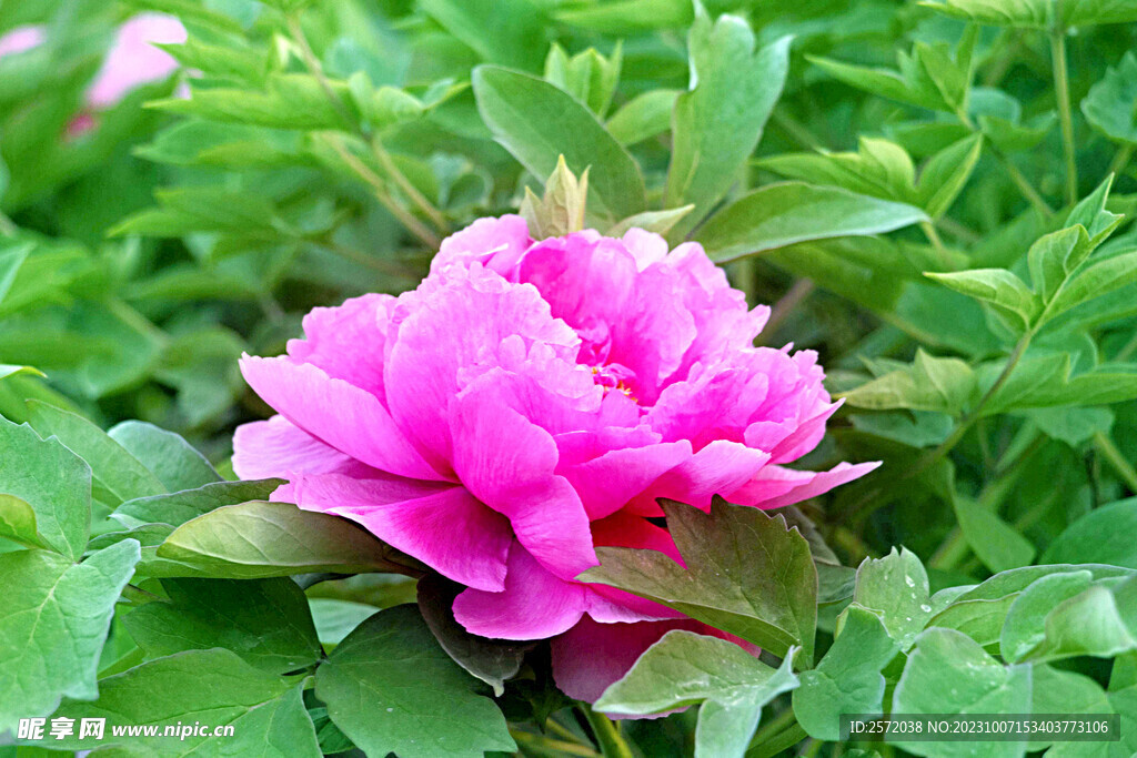 牡丹花开
