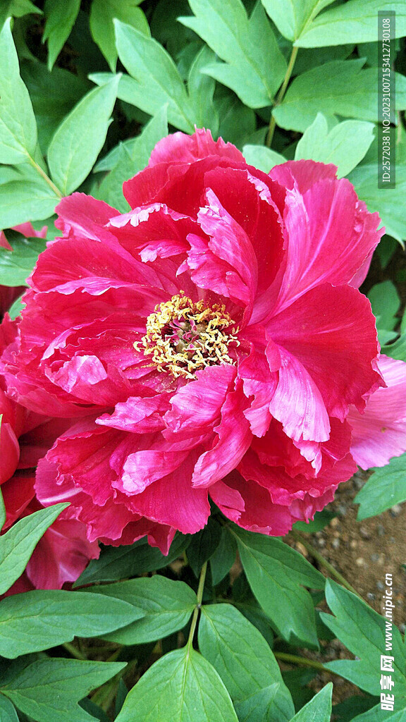 牡丹花开