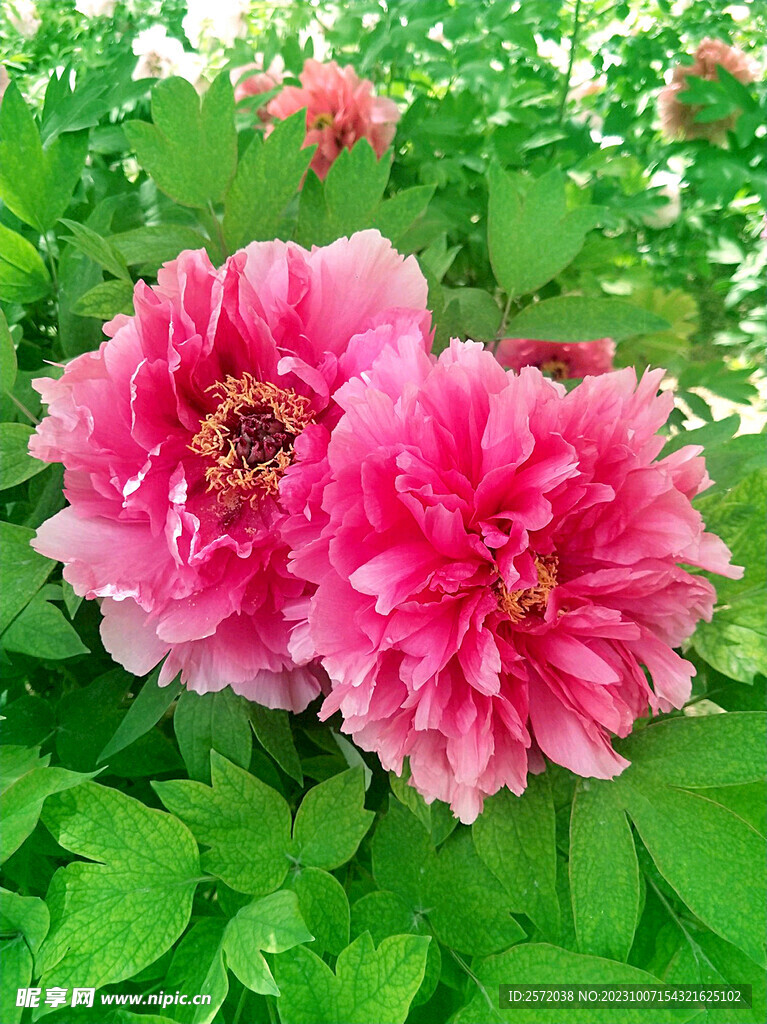 牡丹花开