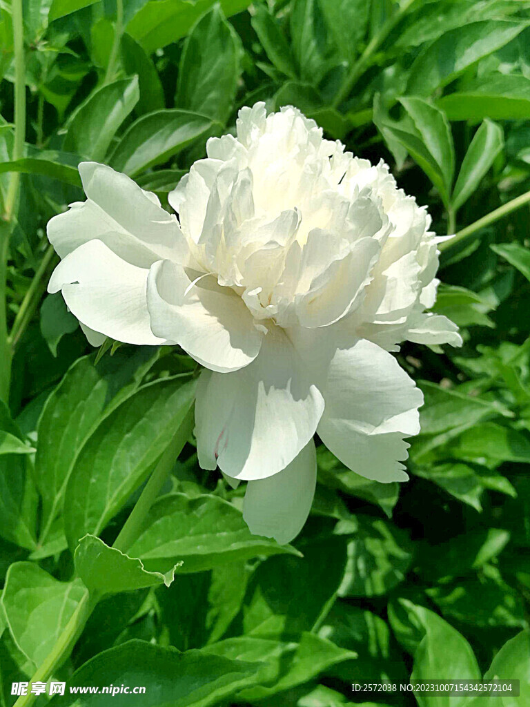 牡丹花开
