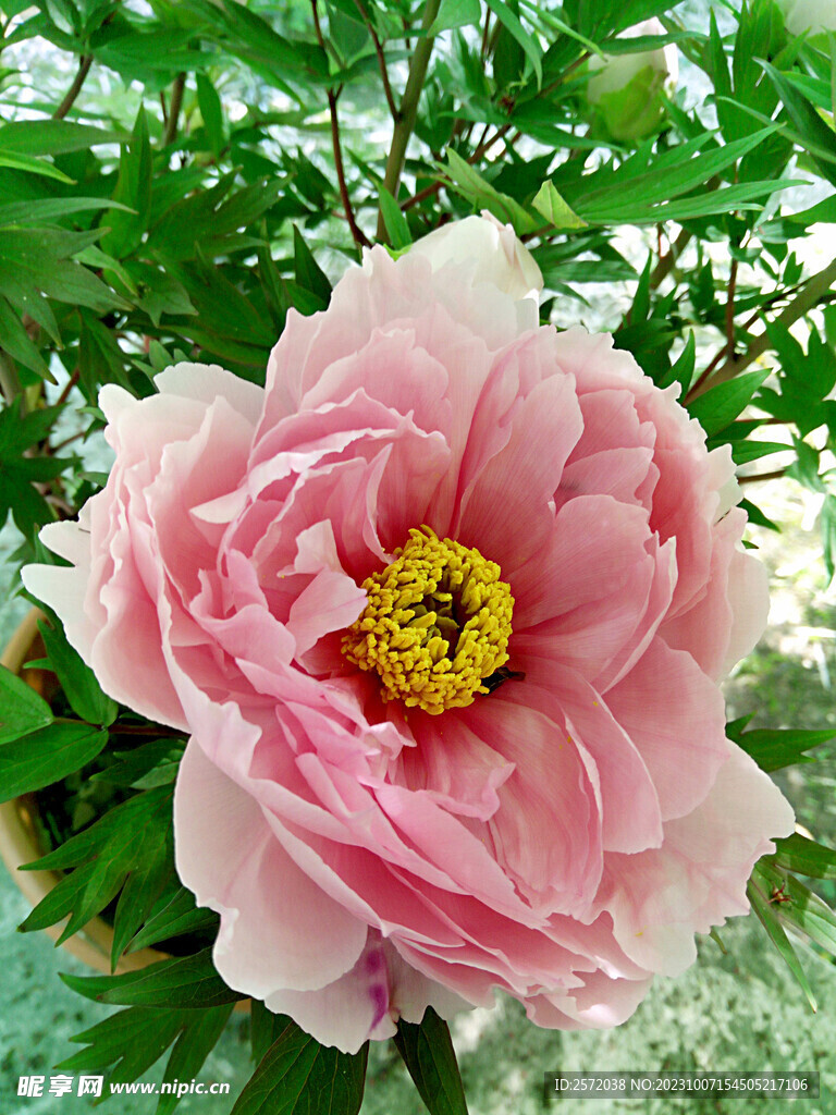 牡丹花开
