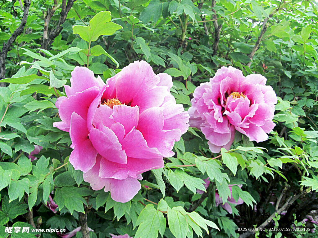 牡丹花开