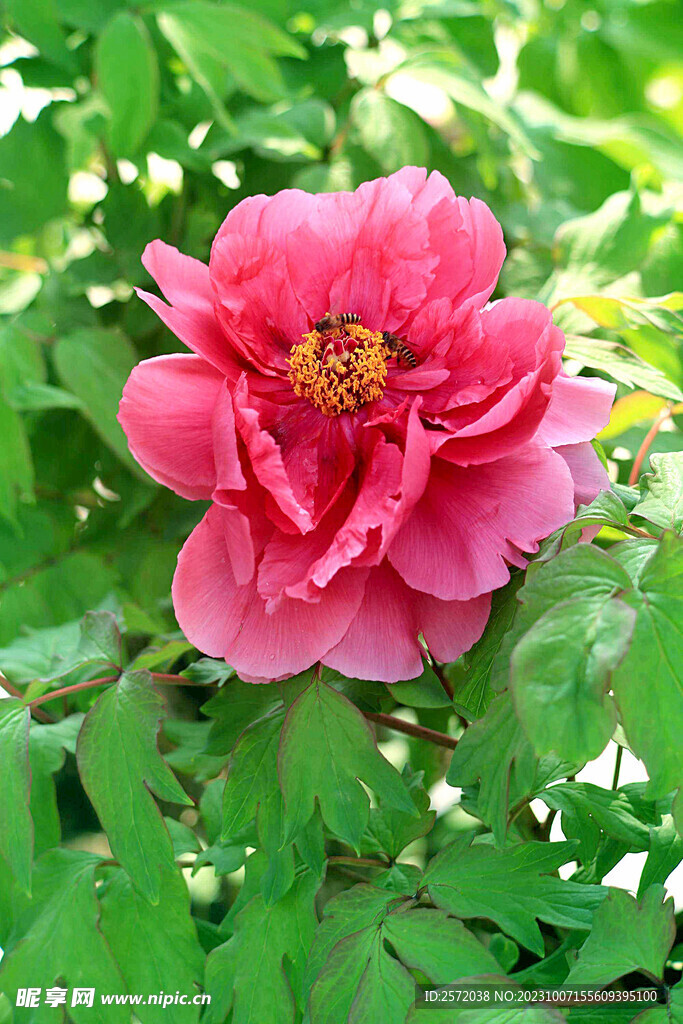 牡丹花开