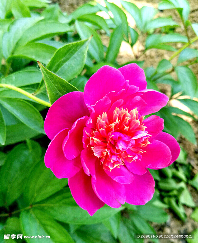 牡丹花开