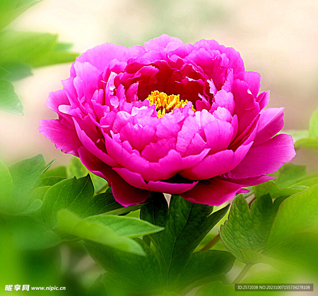 牡丹花开