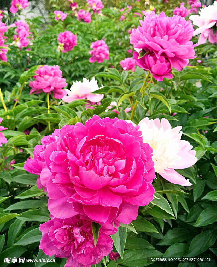 牡丹花开