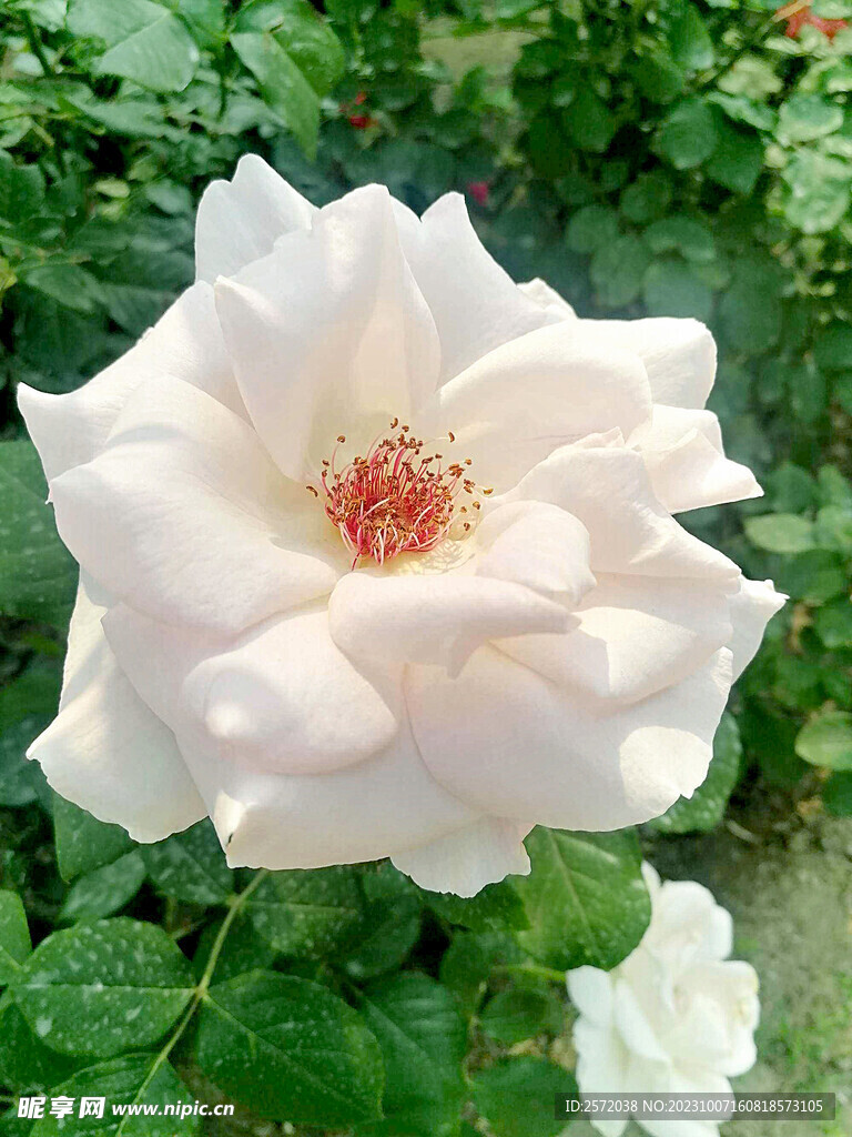 牡丹花开