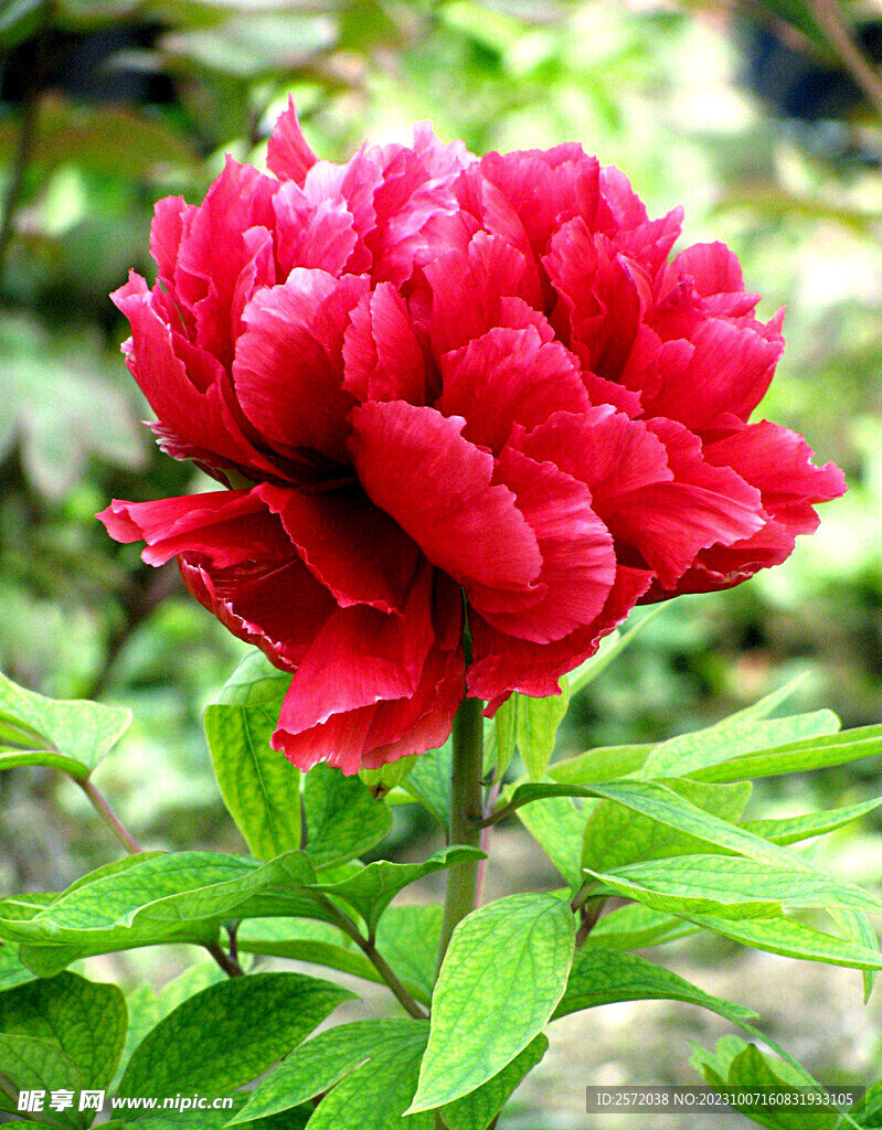 牡丹花开