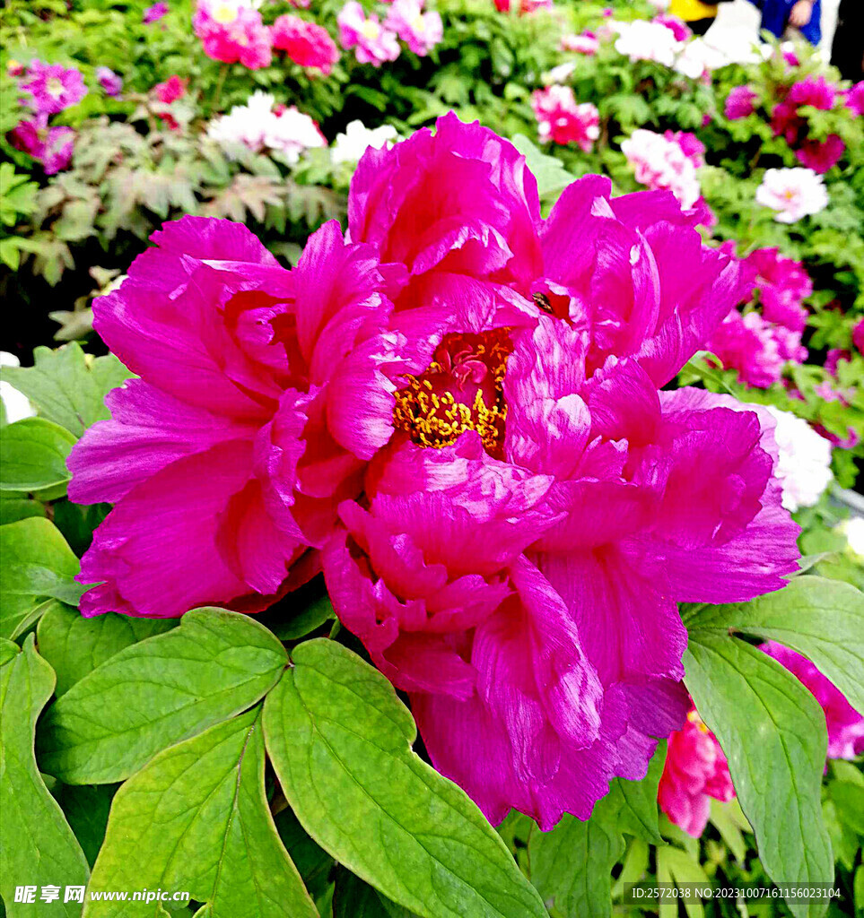 牡丹花开