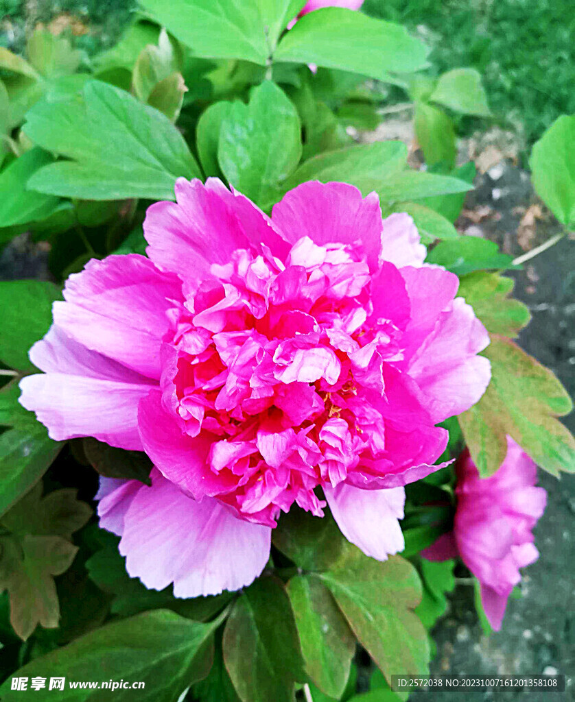 牡丹花开