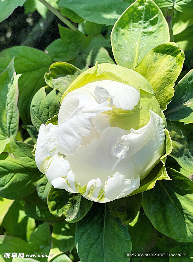 牡丹花开