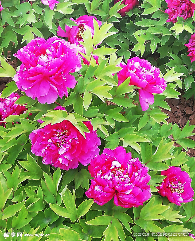 牡丹花开