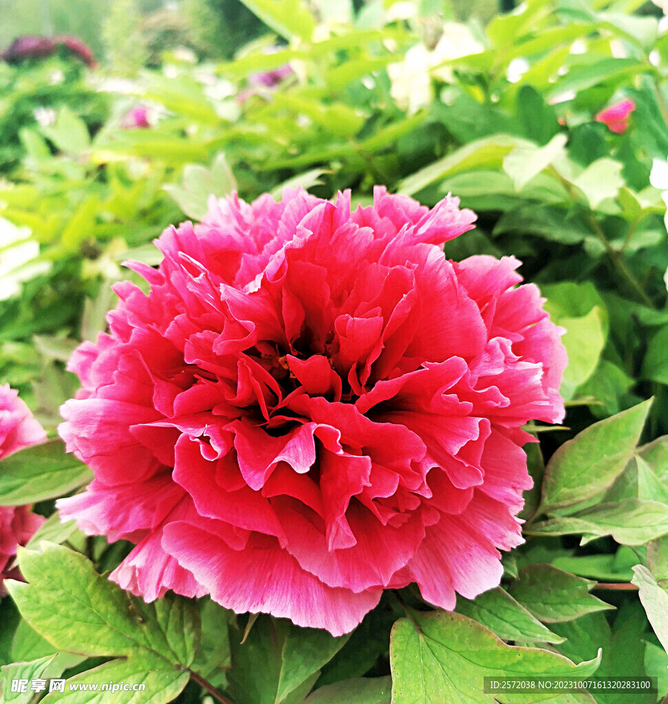 牡丹花开