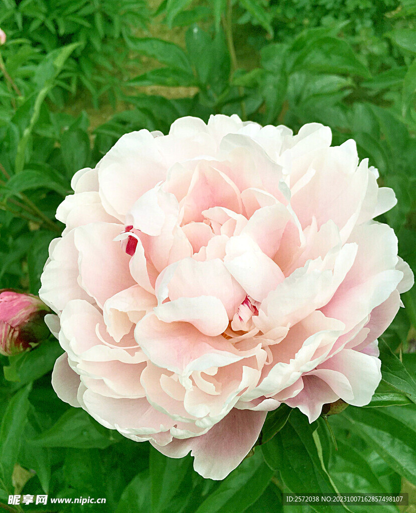 牡丹花开