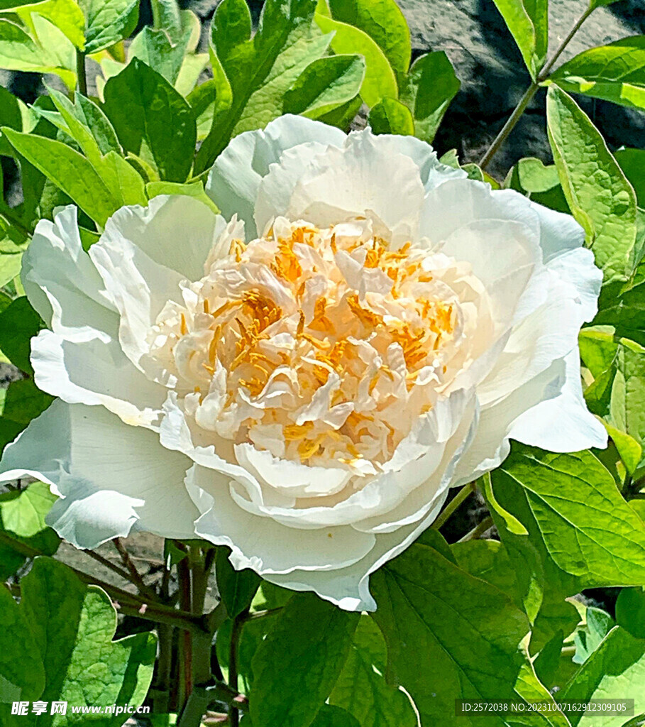 牡丹花开