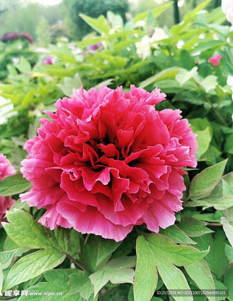 牡丹花开