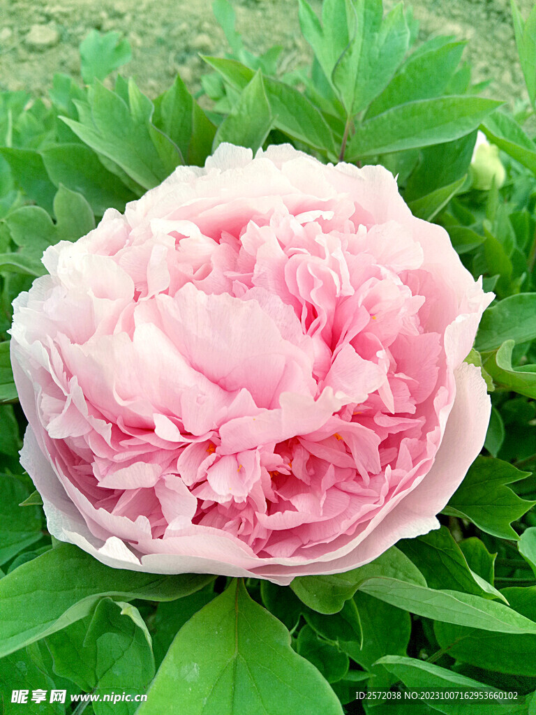 牡丹花开