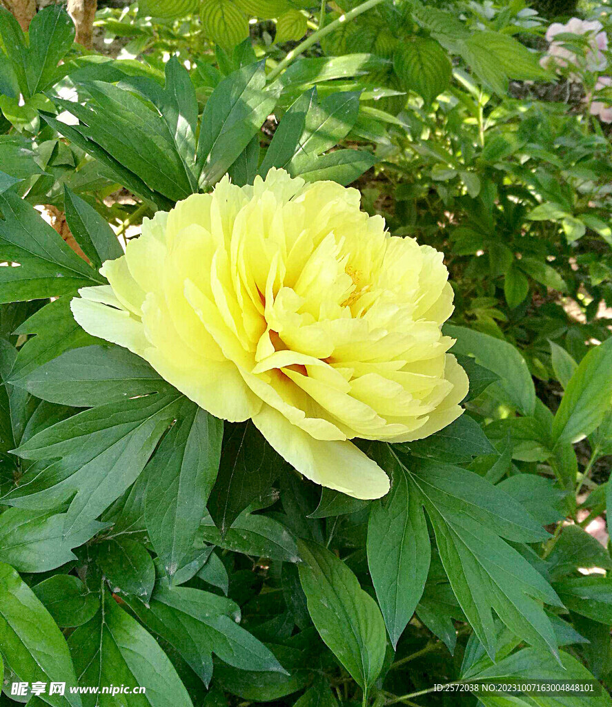 牡丹花开