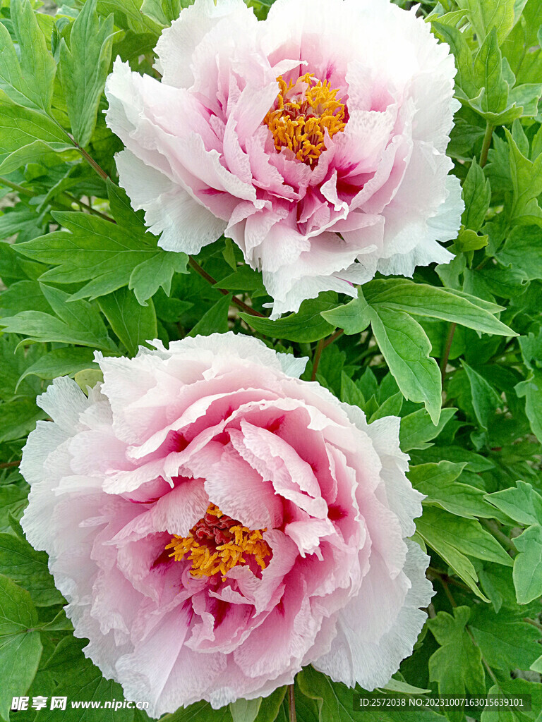 牡丹花开