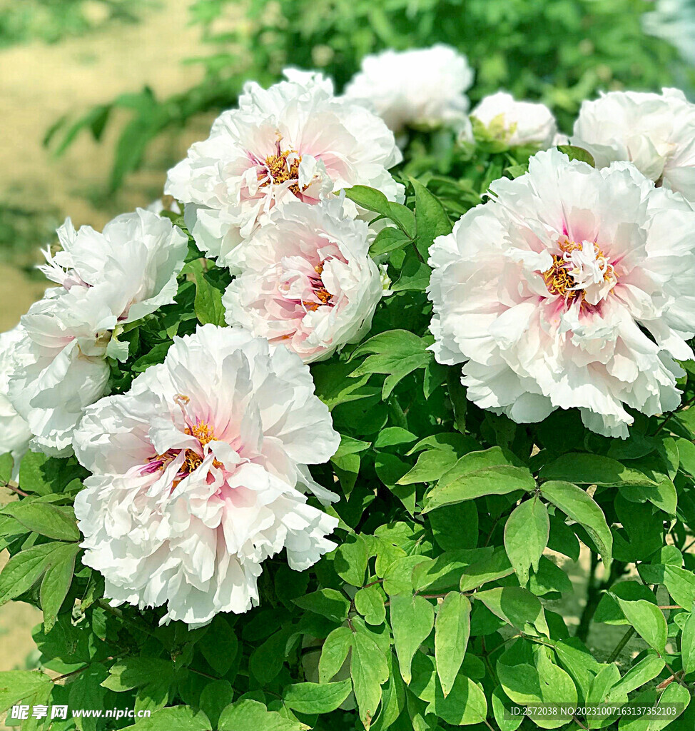 牡丹花开