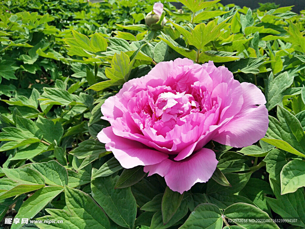 牡丹花开