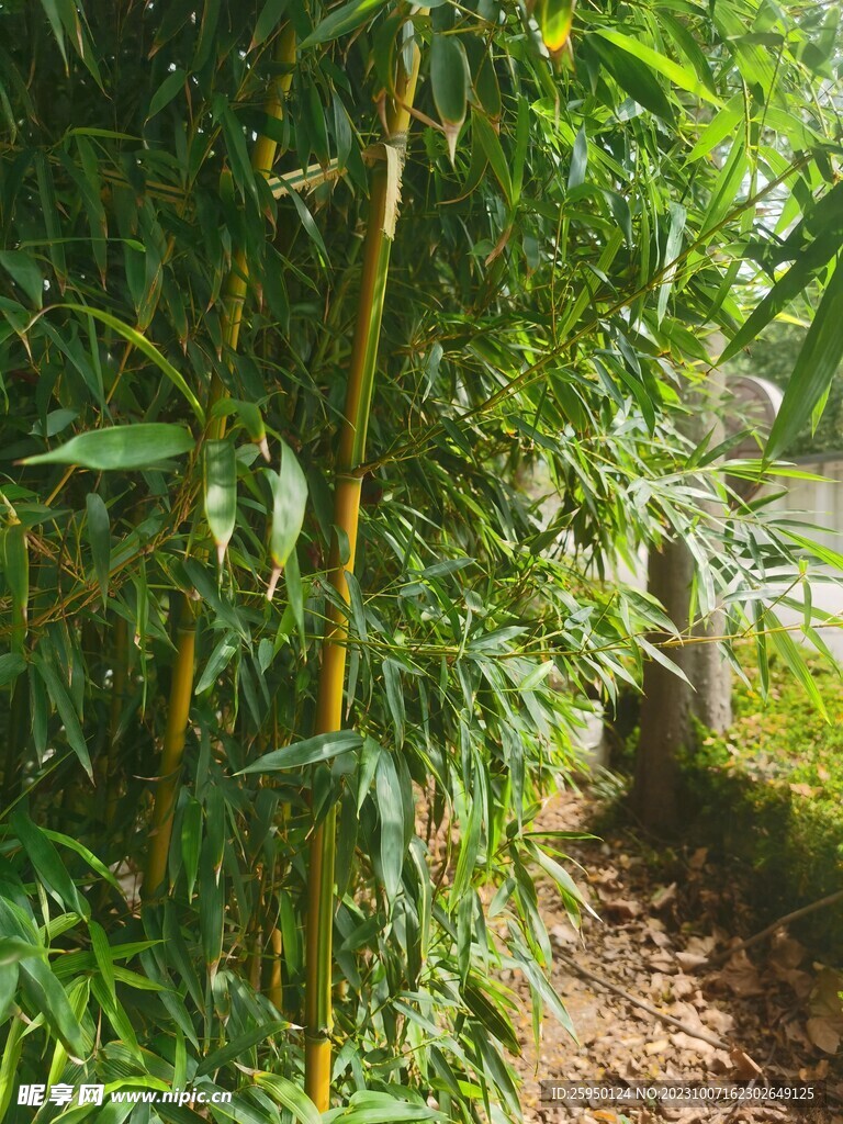长萼石竹