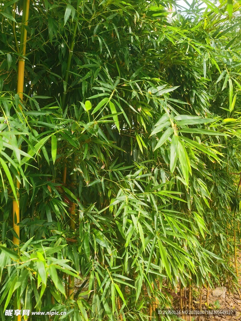 长萼石竹