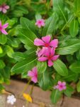 长春花