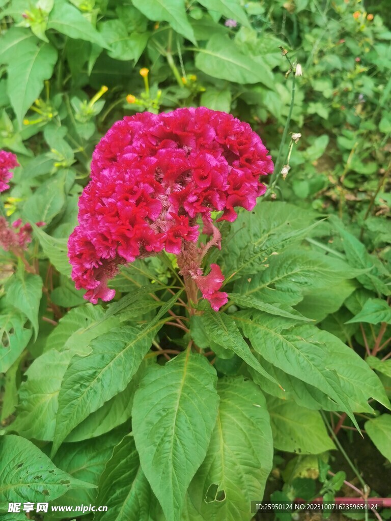 鸡冠花