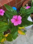 长春花