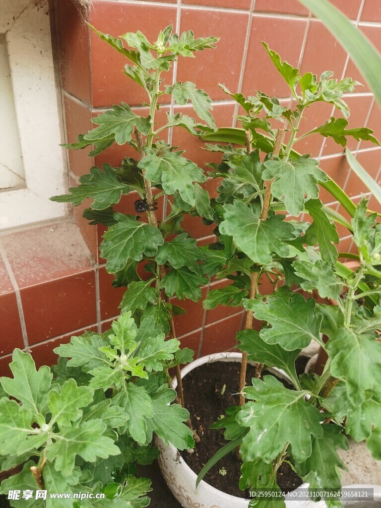 菊花