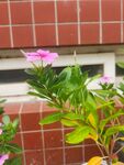 长春花