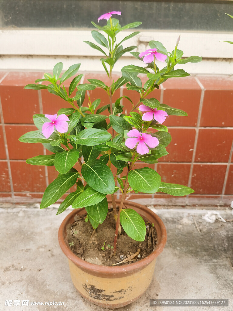 长春花