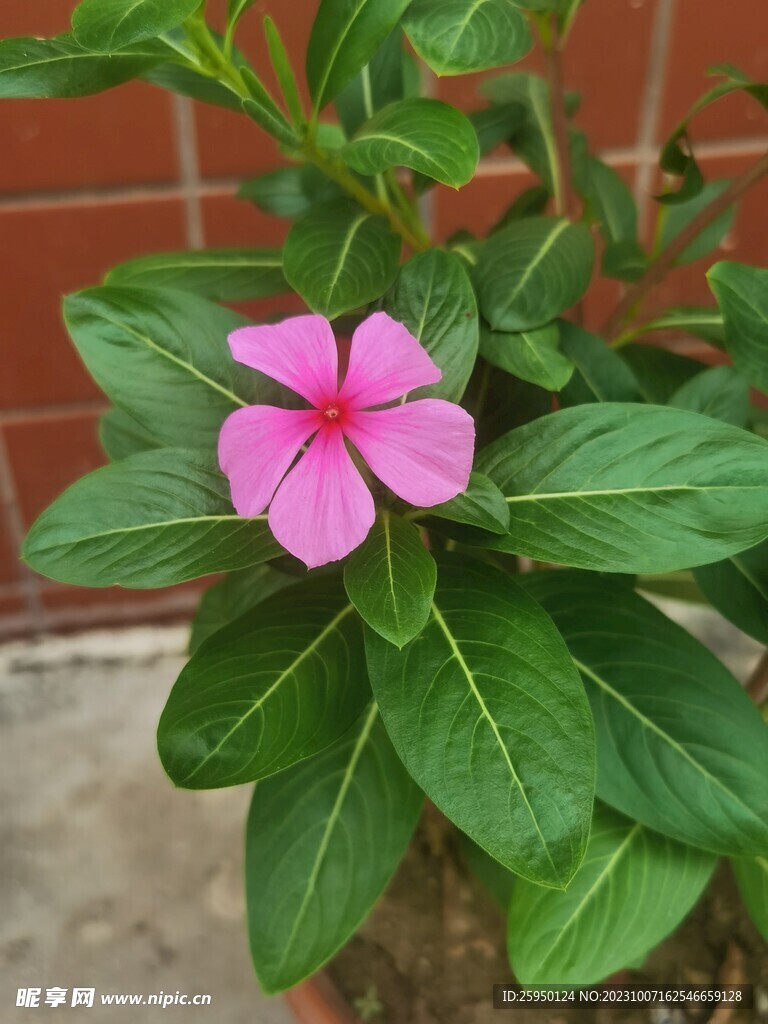 长春花