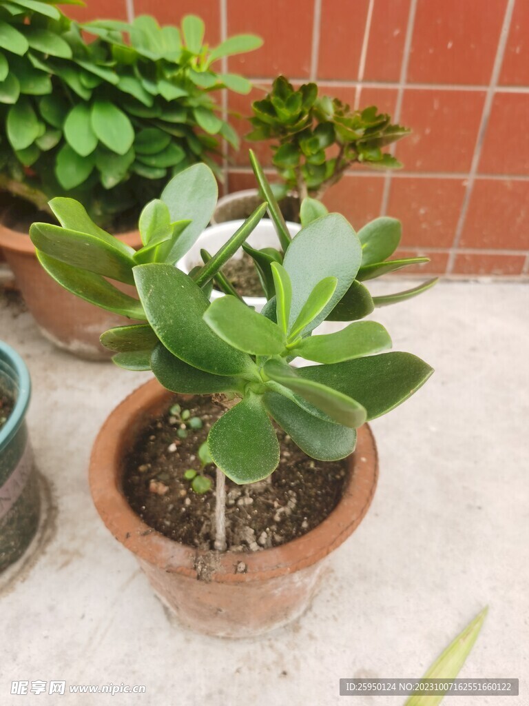 燕子掌