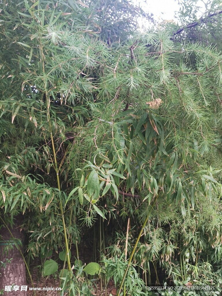 松树与竹子