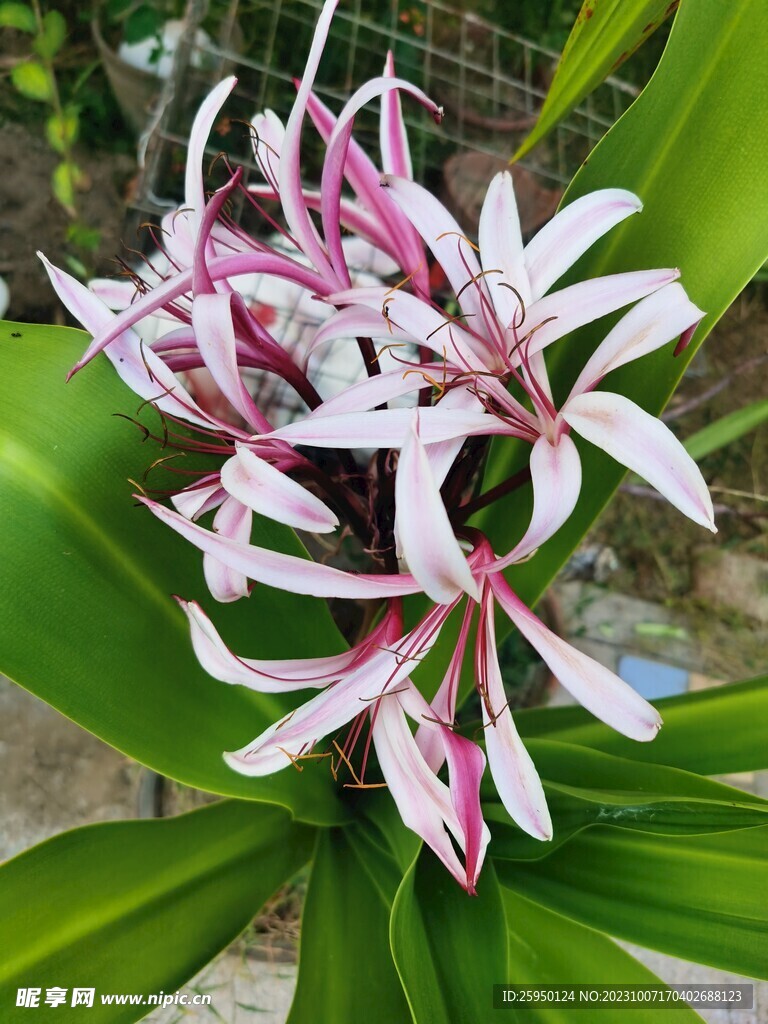 红花文殊兰