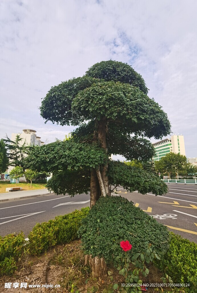 湖北梣