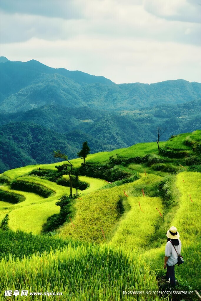 梯田