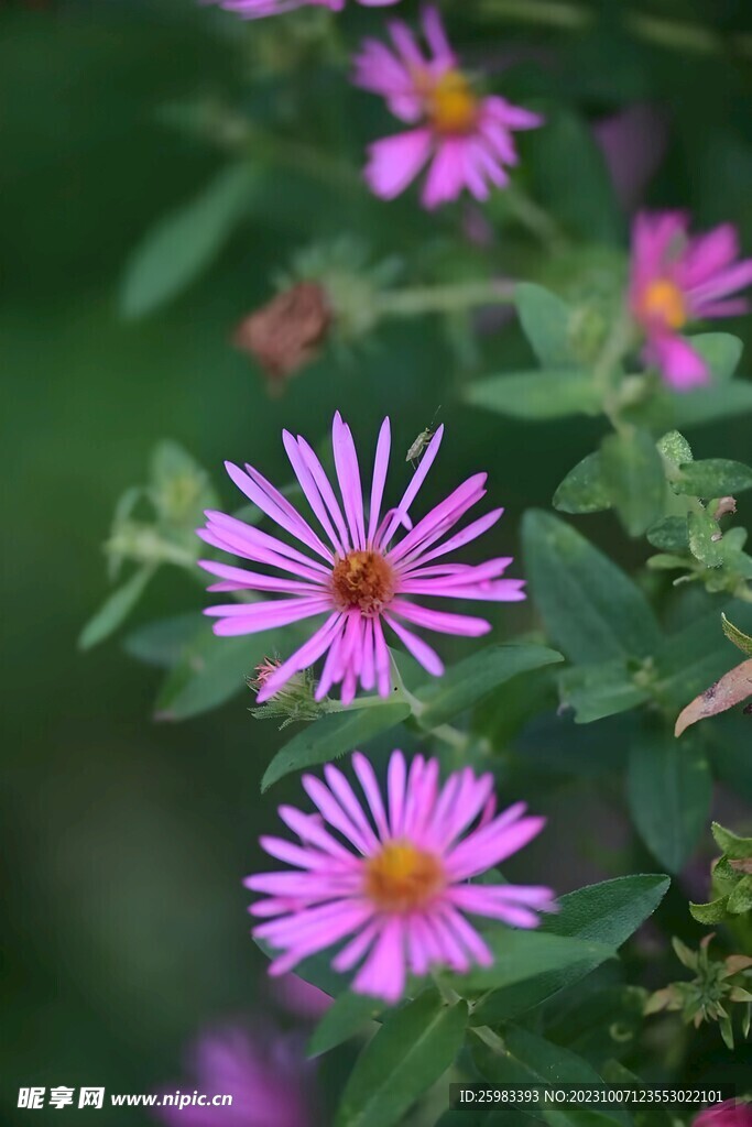 雏菊