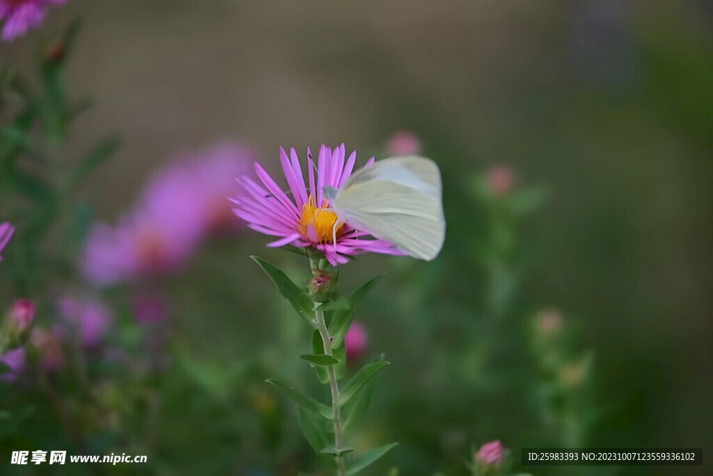雏菊