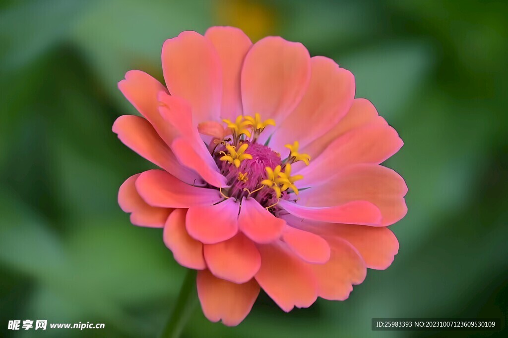 雏菊