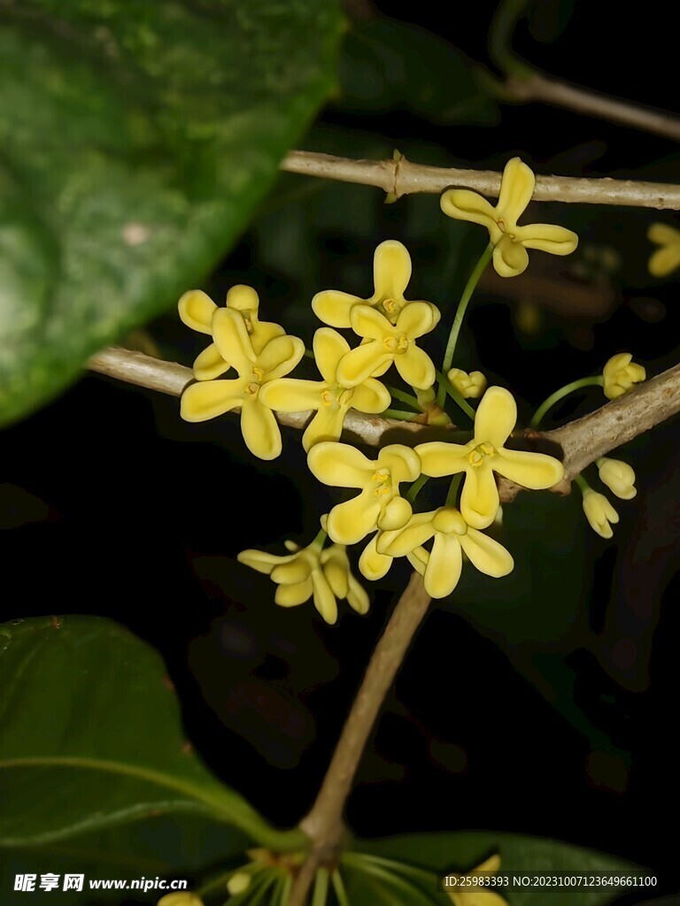 野花