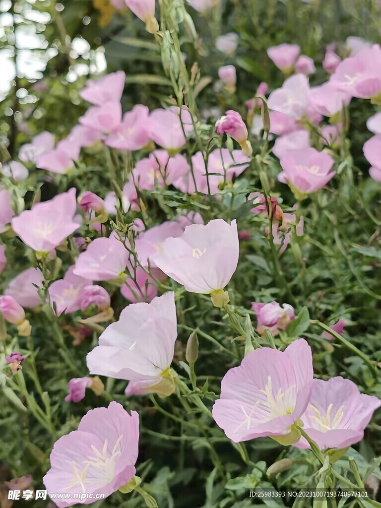 野花