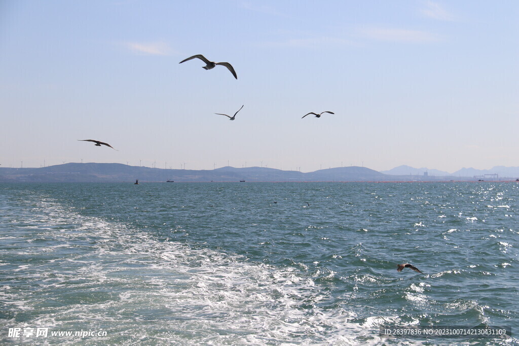 海鸥