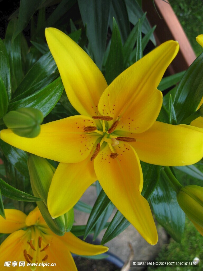 百合花